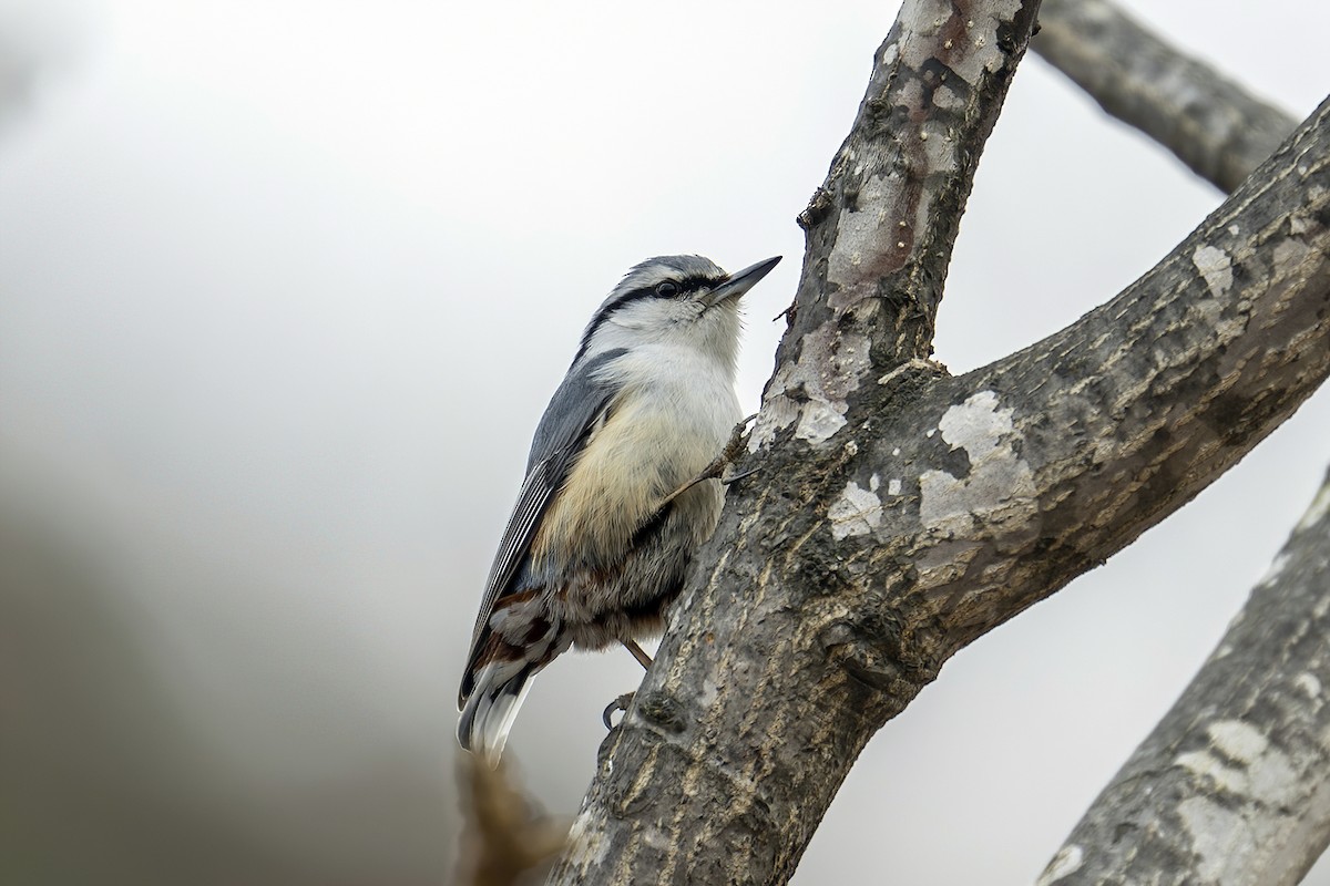 Eurasian Nuthatch (Buff-bellied) - ML616229677