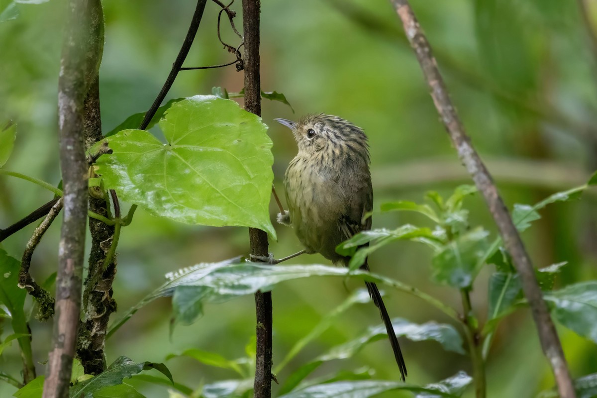 Dusky-tailed Antbird - Alejandro Pinto_TanagerPhotoTours