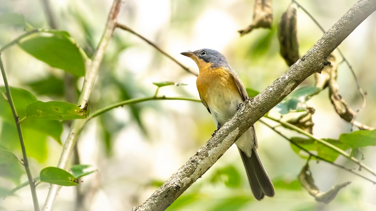 Leaden Flycatcher - ML616229684