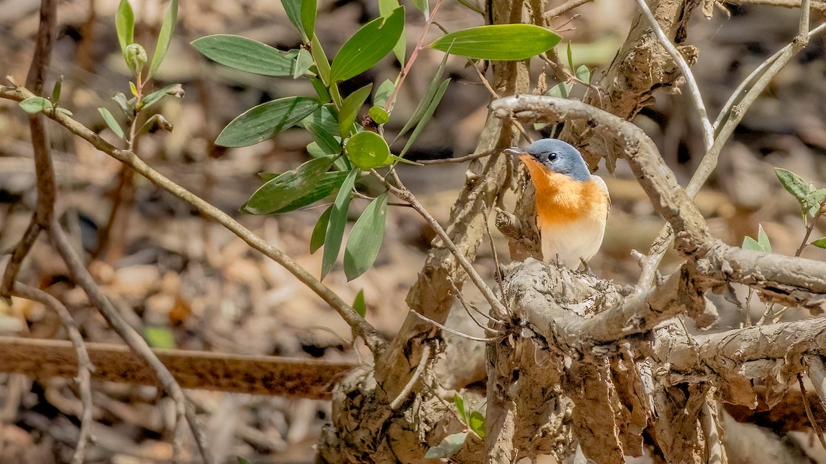 Leaden Flycatcher - ML616229685