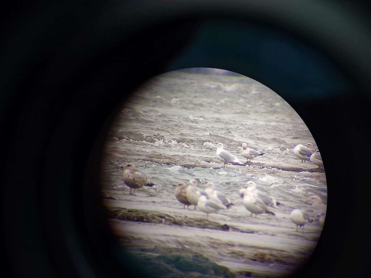 Iceland Gull (kumlieni) - ML616229687