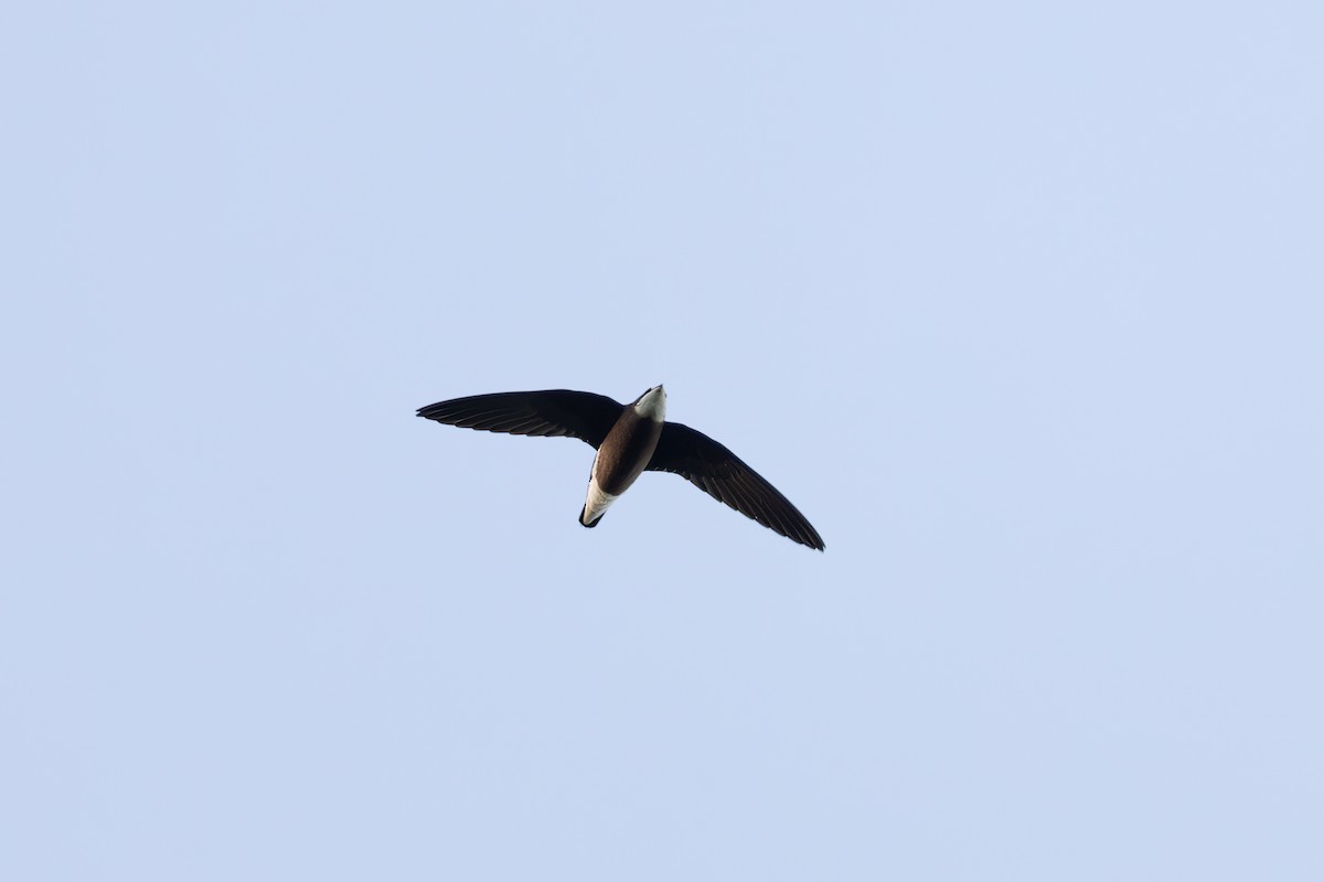 White-throated Needletail - Nathan Bartlett