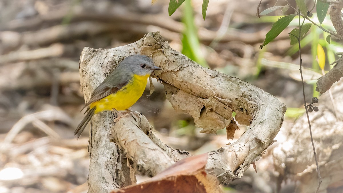 Eastern Yellow Robin - ML616229708