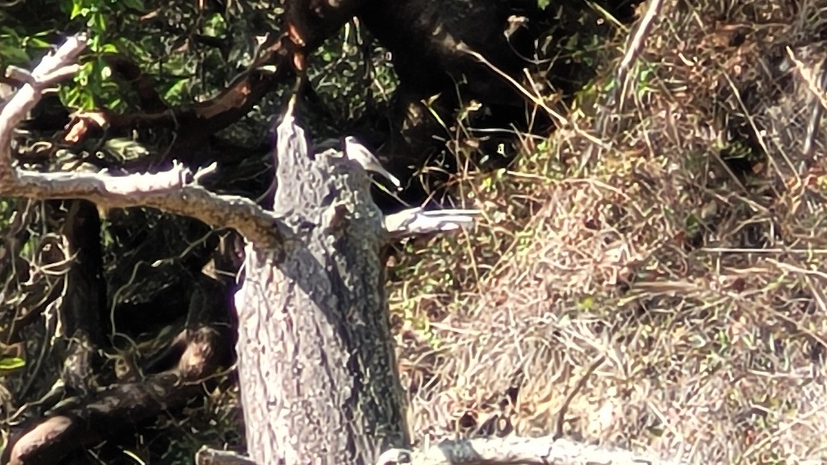 Townsend's Solitaire - ML616229731