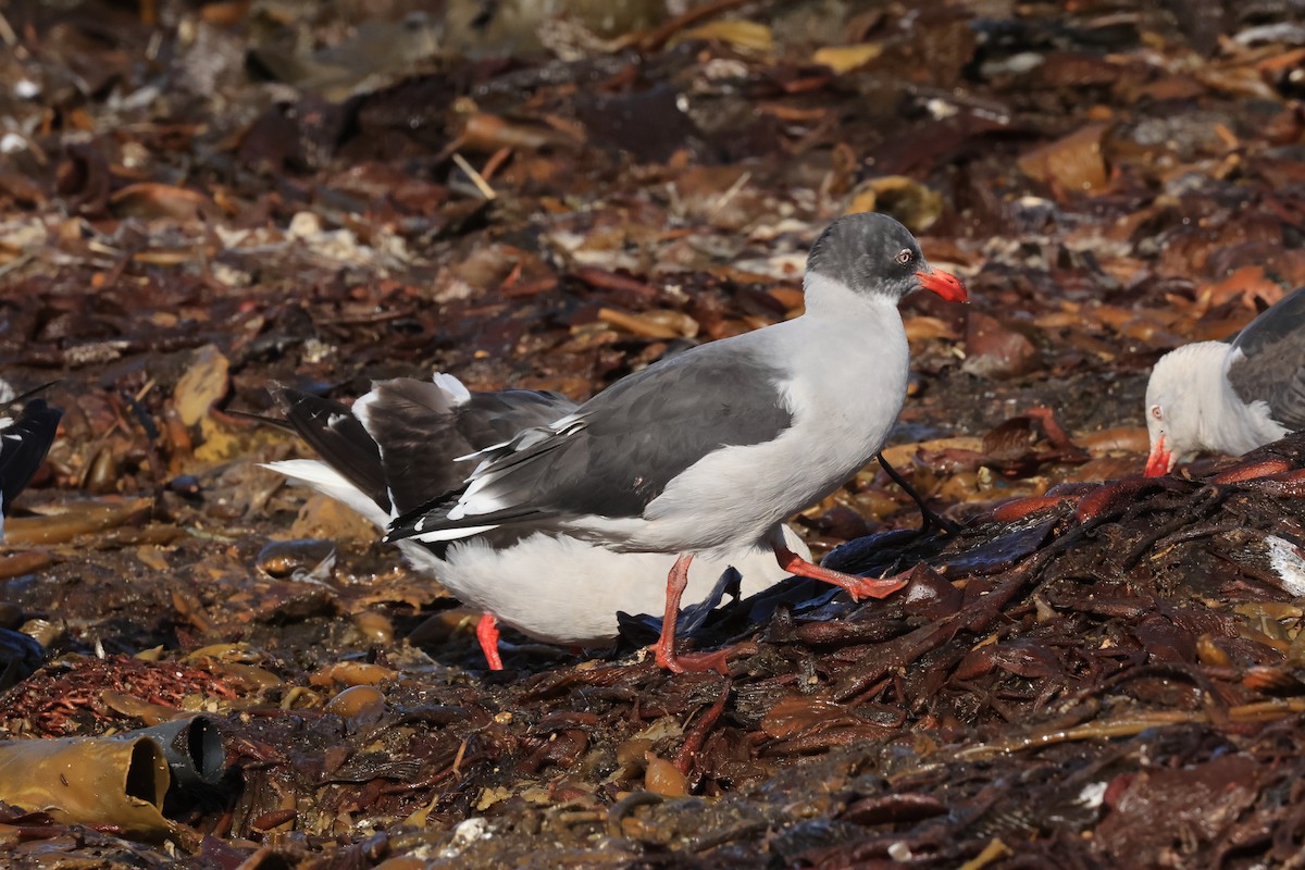 Dolphin Gull - ML616229733