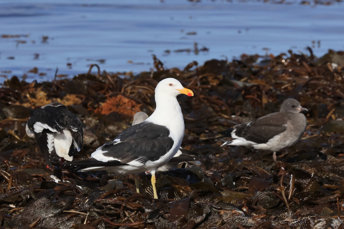 Kelp Gull - ML616229751