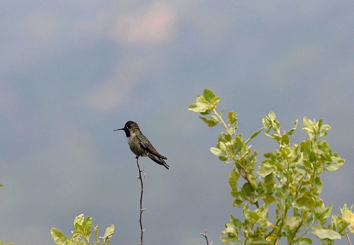 Anna's Hummingbird - g.a. murayama