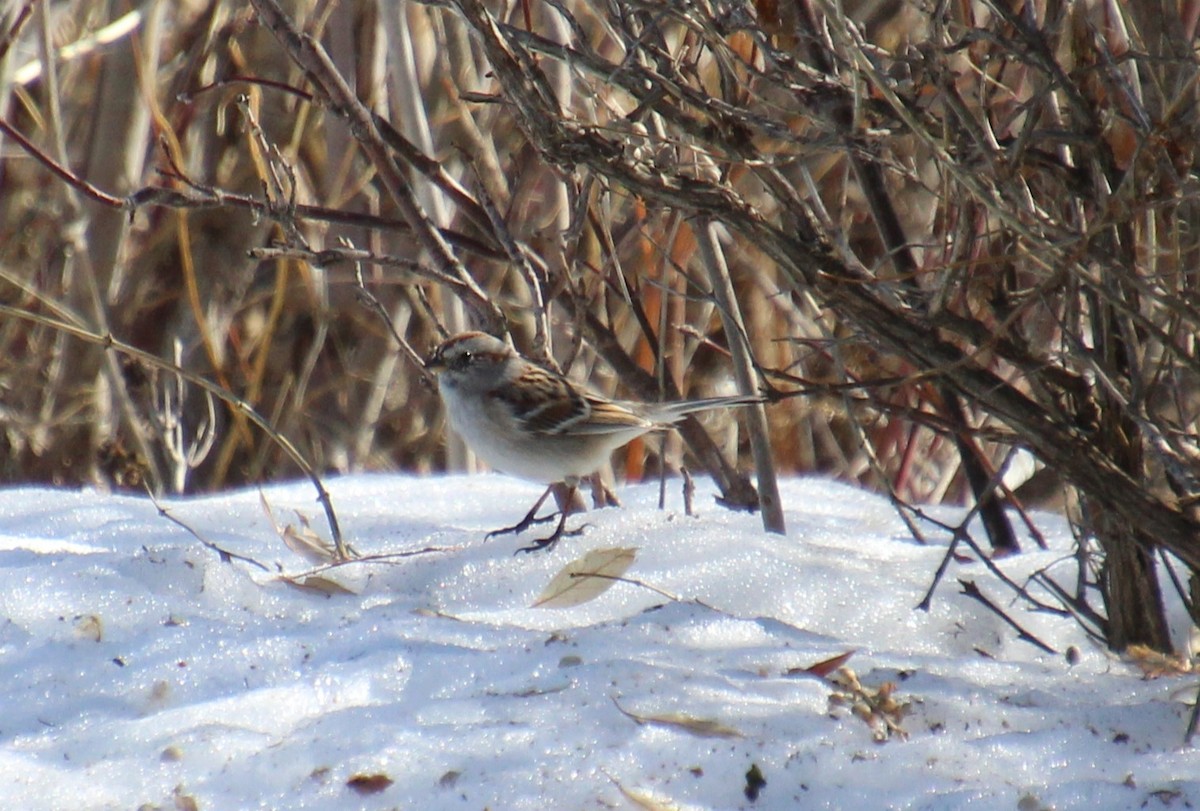 American Tree Sparrow - Elaine Cassidy