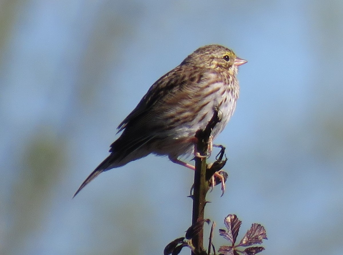 Savannah Sparrow - Pam Otley