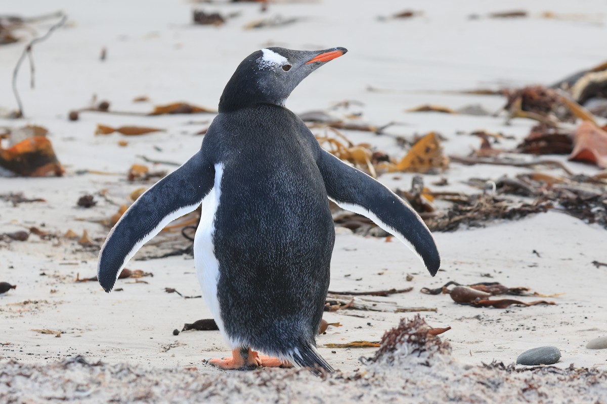 Gentoo Penguin - ML616229823