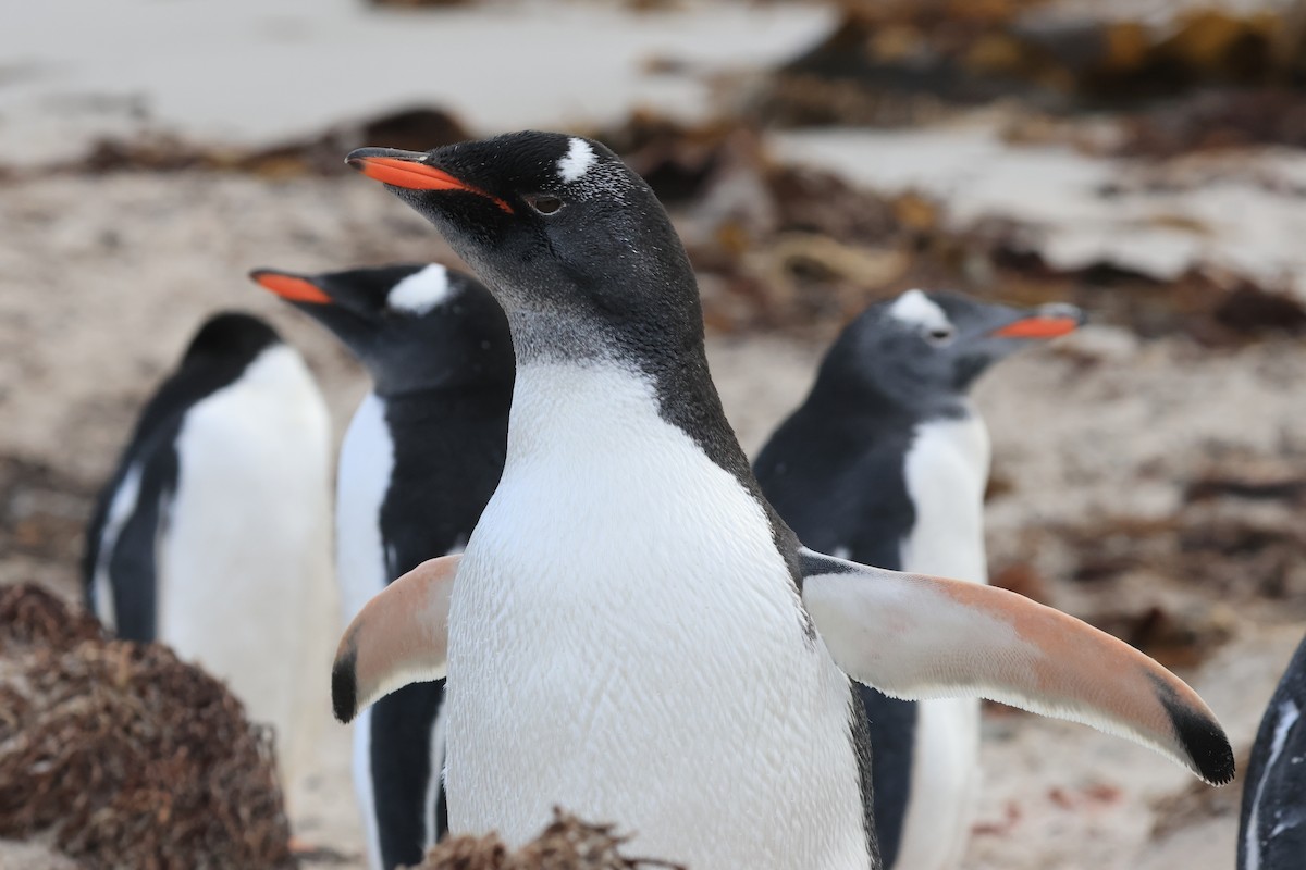 Gentoo Penguin - ML616229824