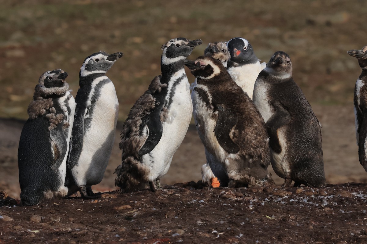 Magellanic Penguin - James Lees