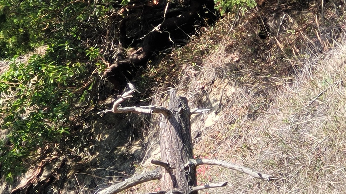 Townsend's Solitaire - ML616229845