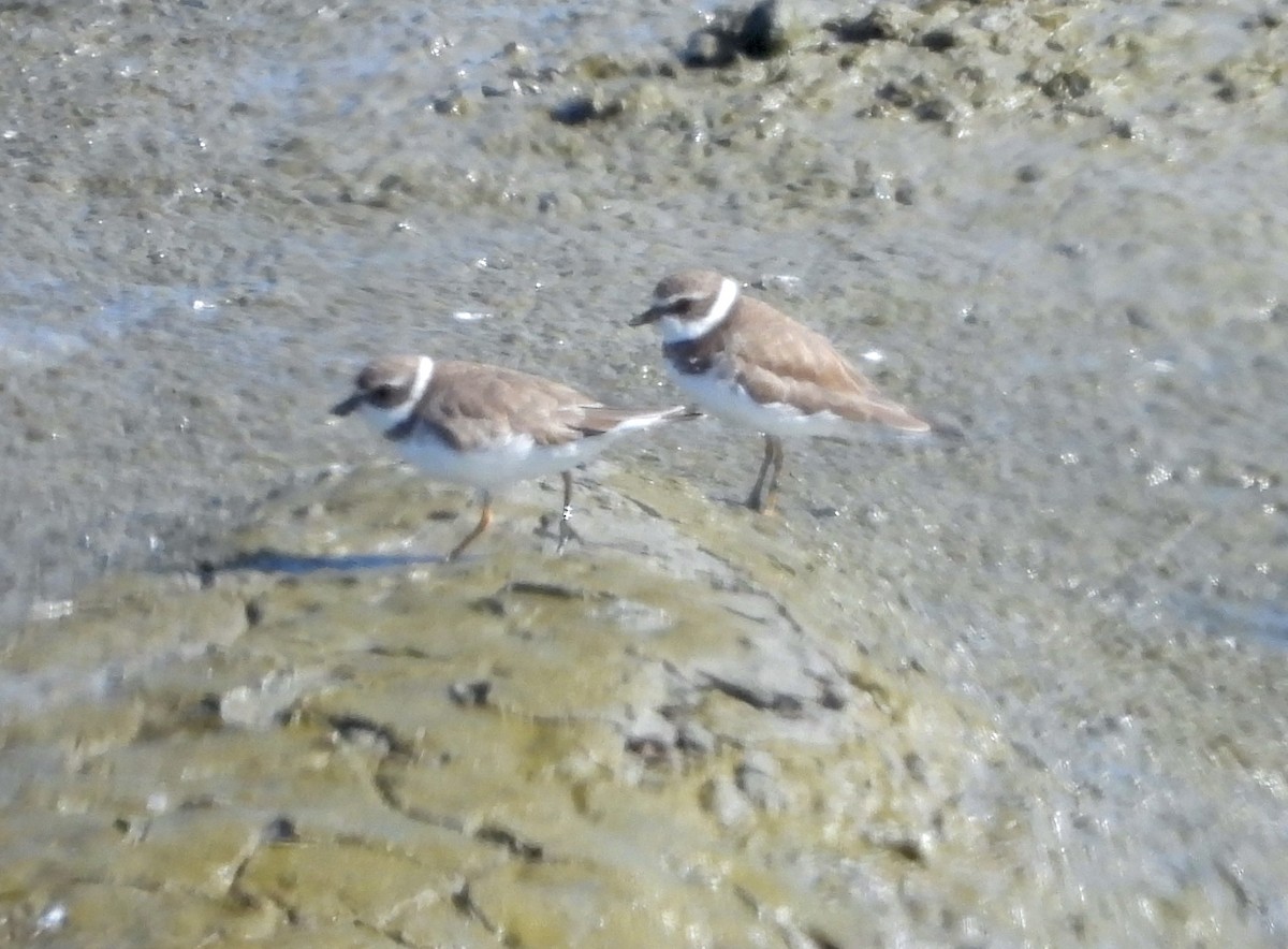 Semipalmated Plover - ML616229854