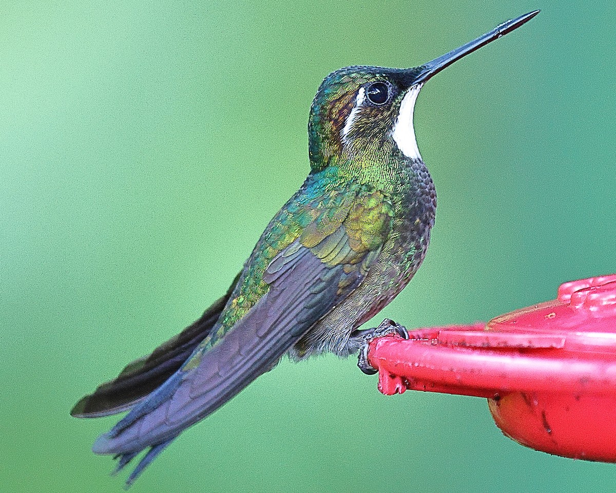 Colibrí Ventricastaño - ML616229864