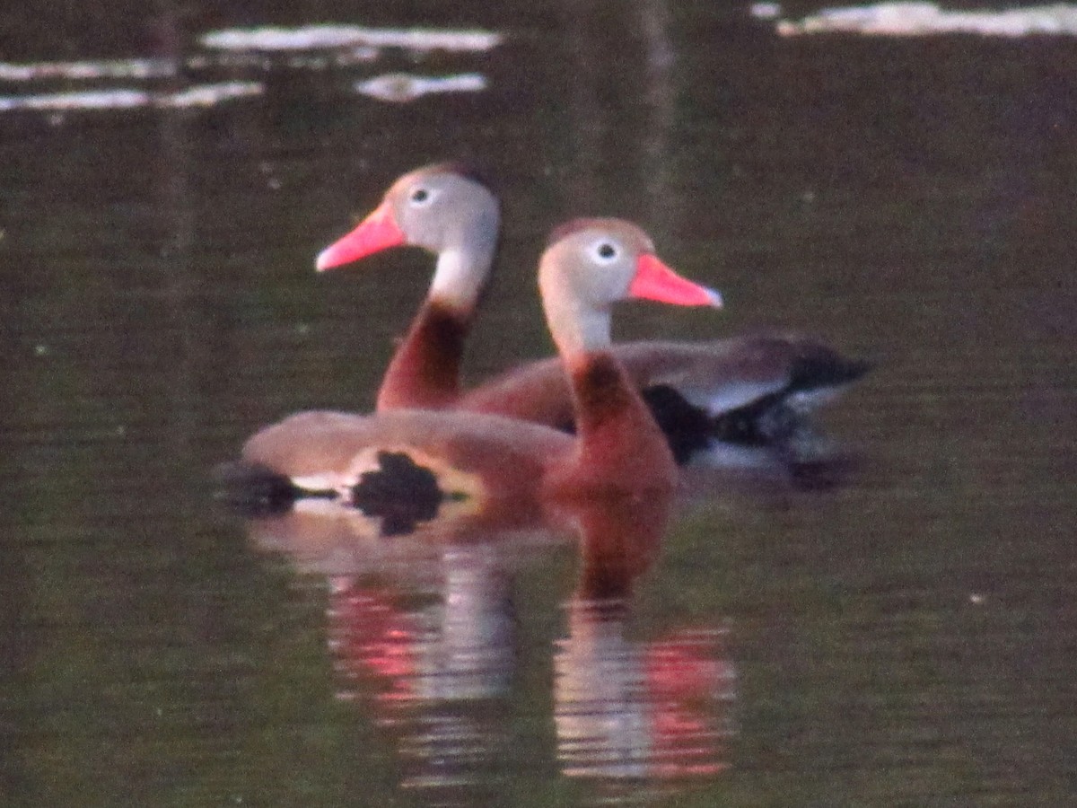 Black-bellied Whistling-Duck - ML616229875