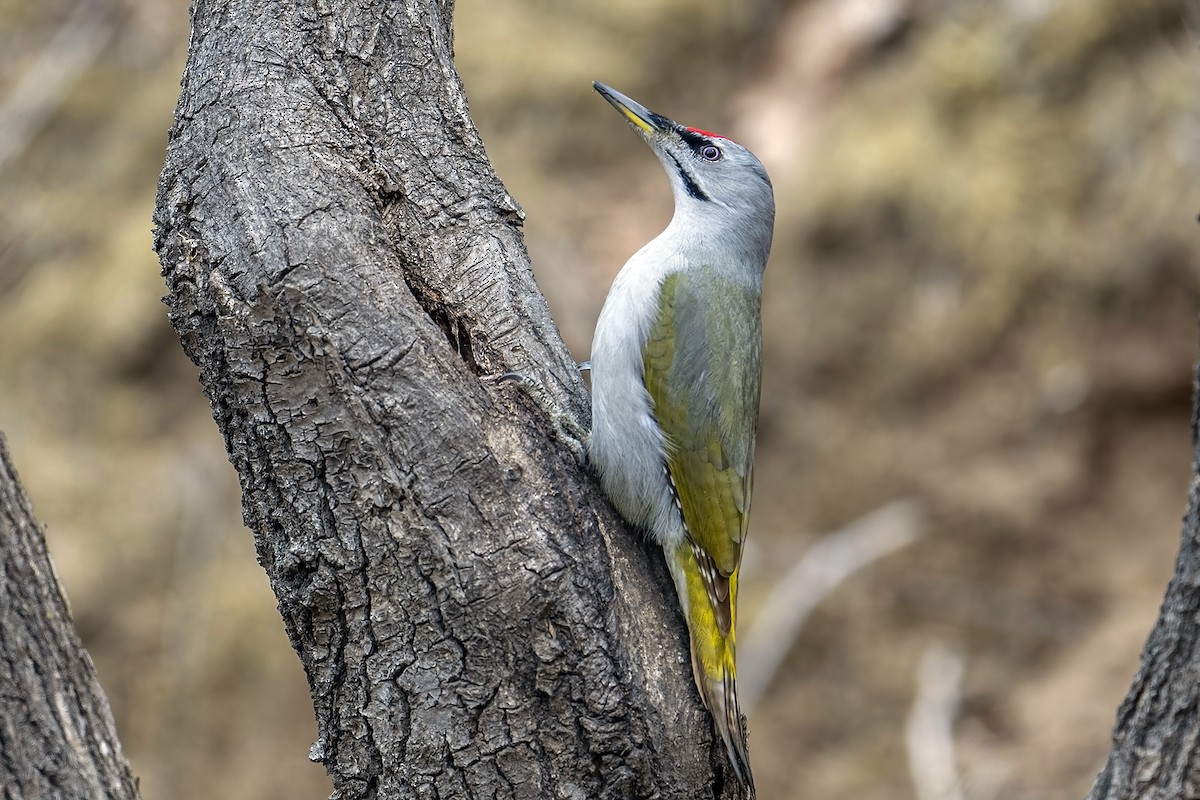 ヤマゲラ（canus／jessoensis） - ML616229880