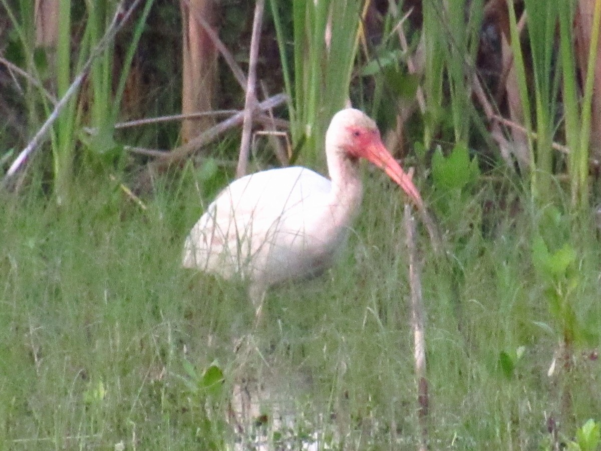 White Ibis - ML616229895