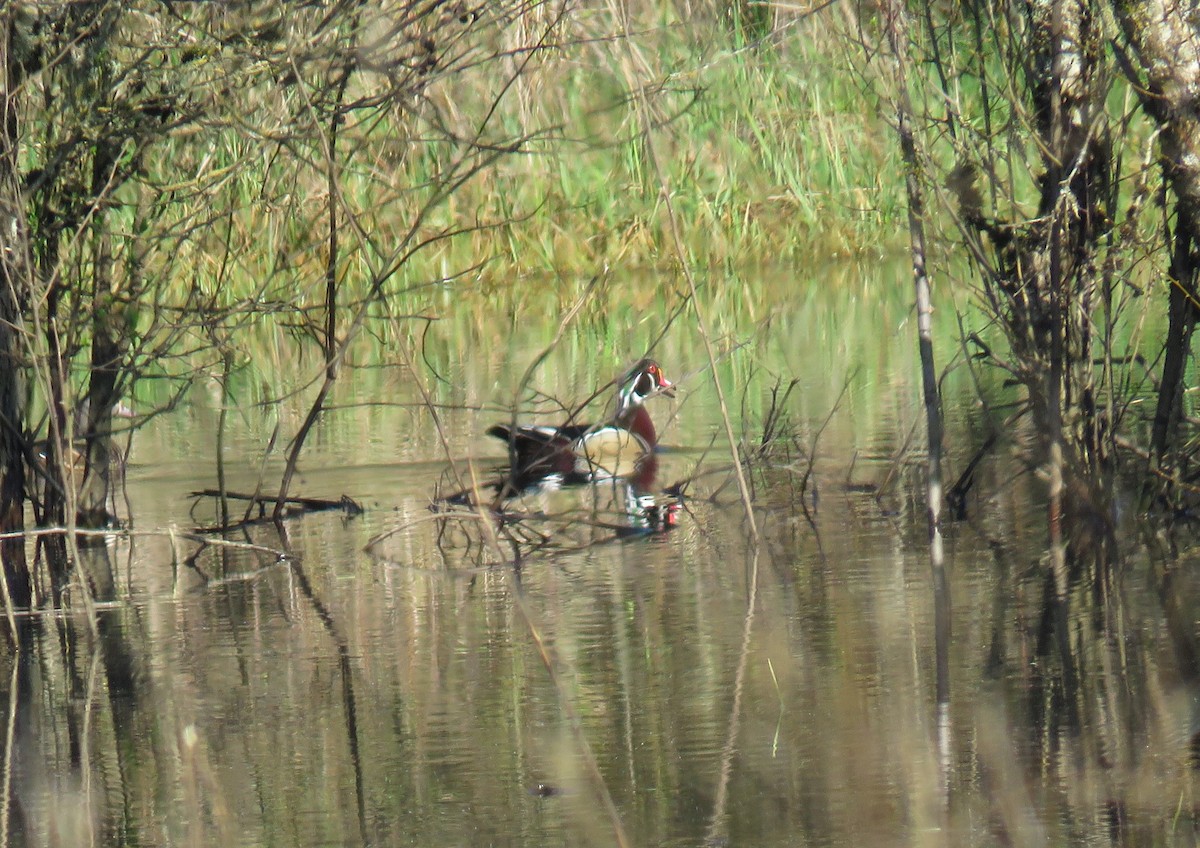 Wood Duck - Pam Otley