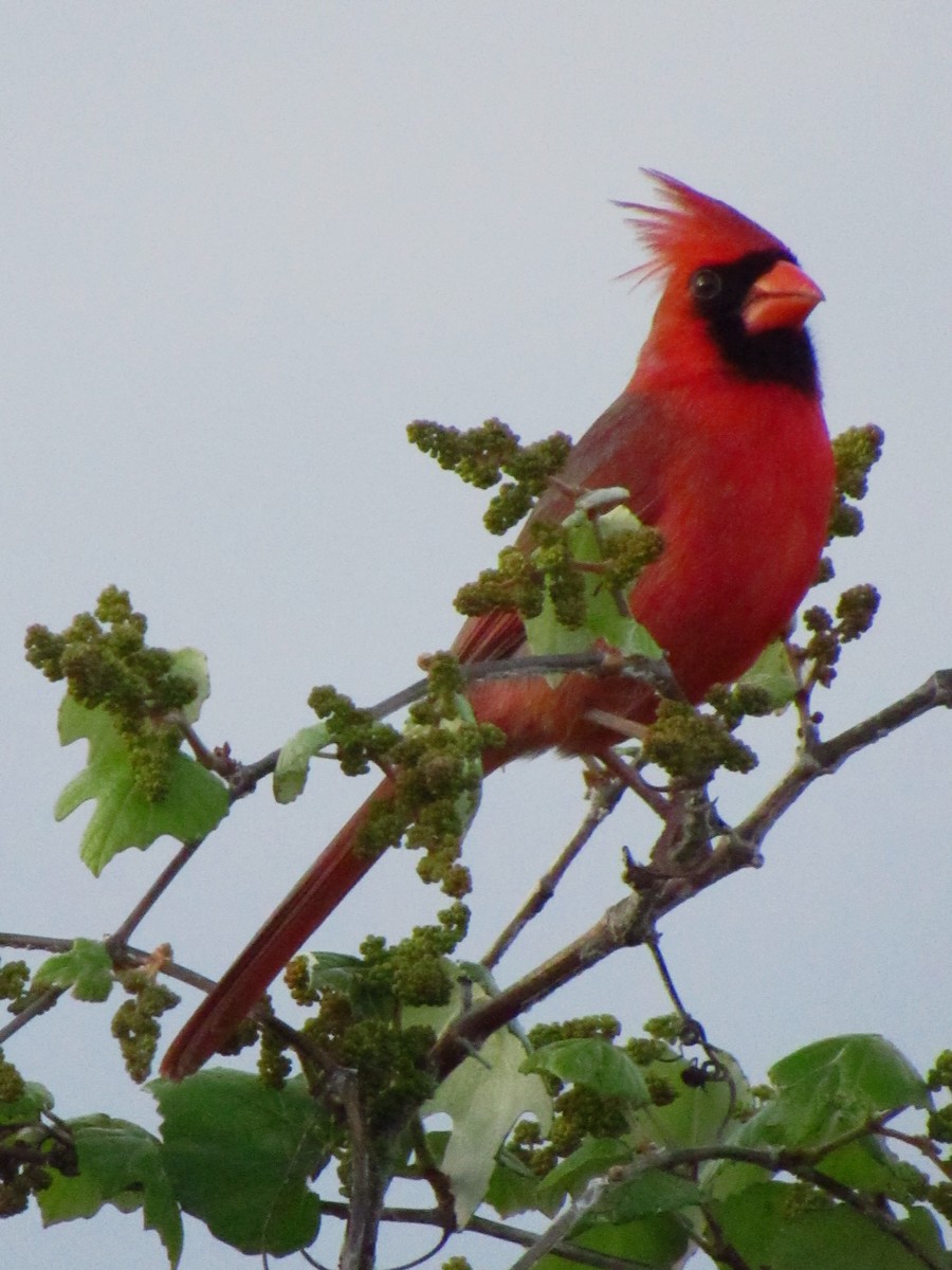 Northern Cardinal - ML616229909