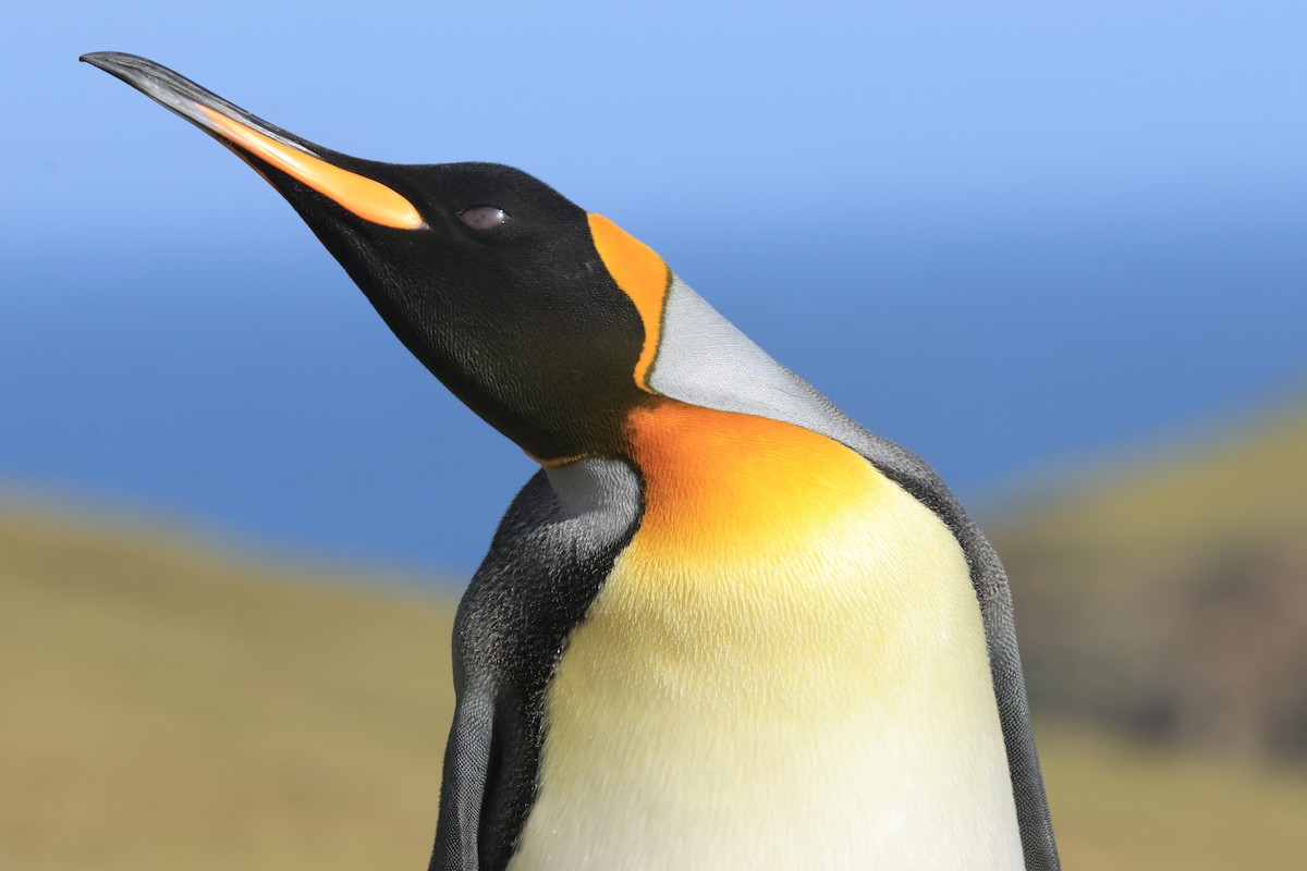 Королевский пингвин - ML616229910