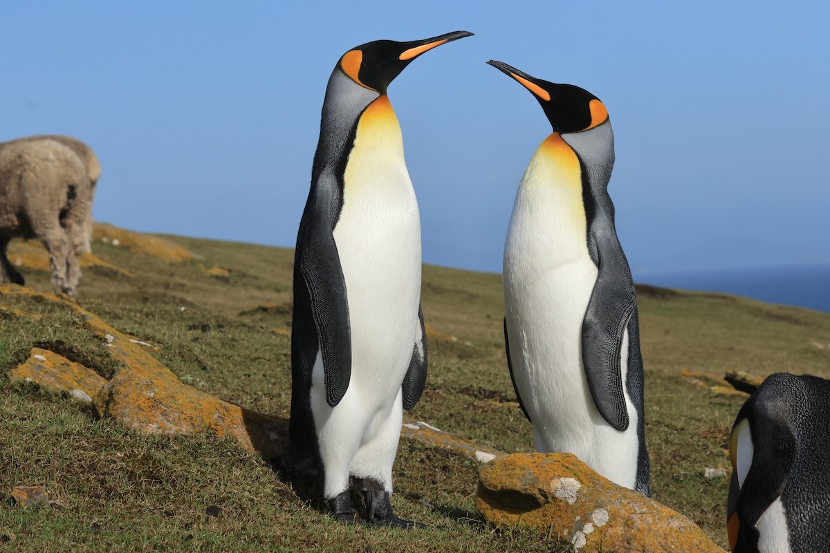 tučňák patagonský - ML616229912