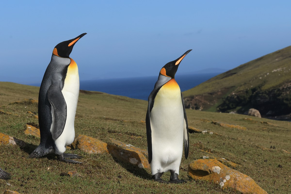 tučňák patagonský - ML616229913