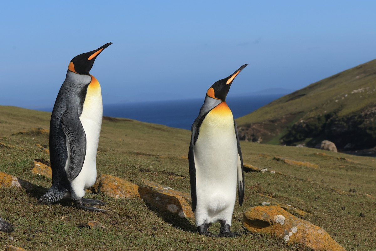 King Penguin - ML616229913