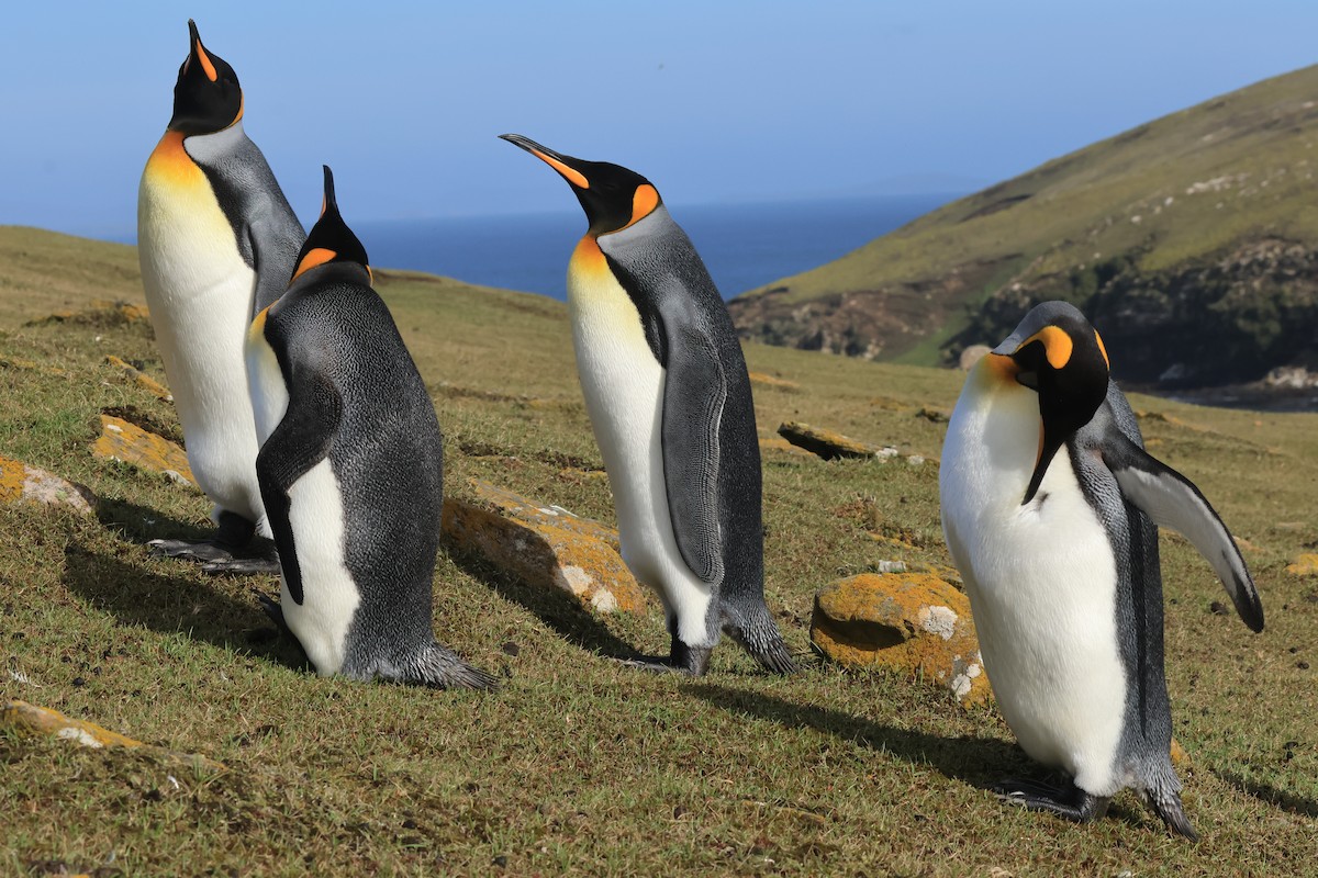 tučňák patagonský - ML616229914