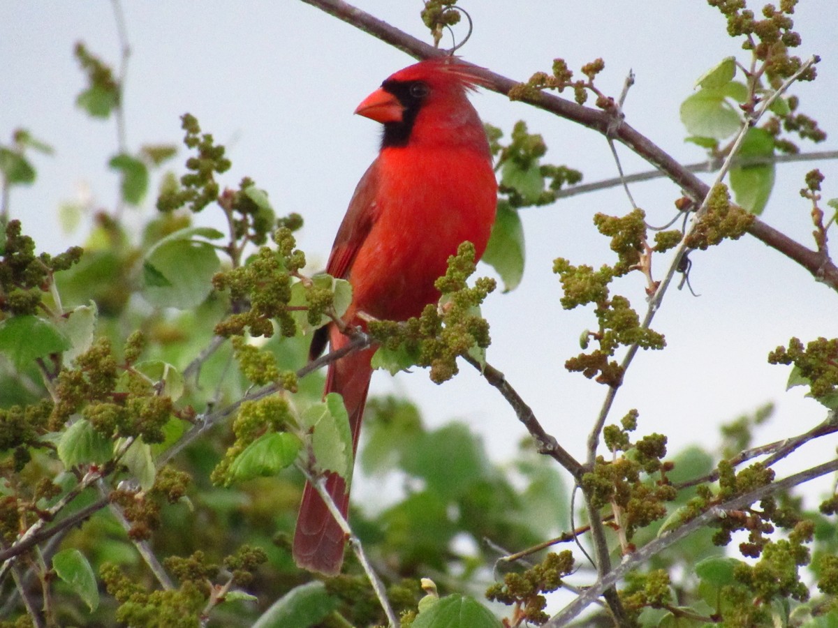 Northern Cardinal - ML616229932