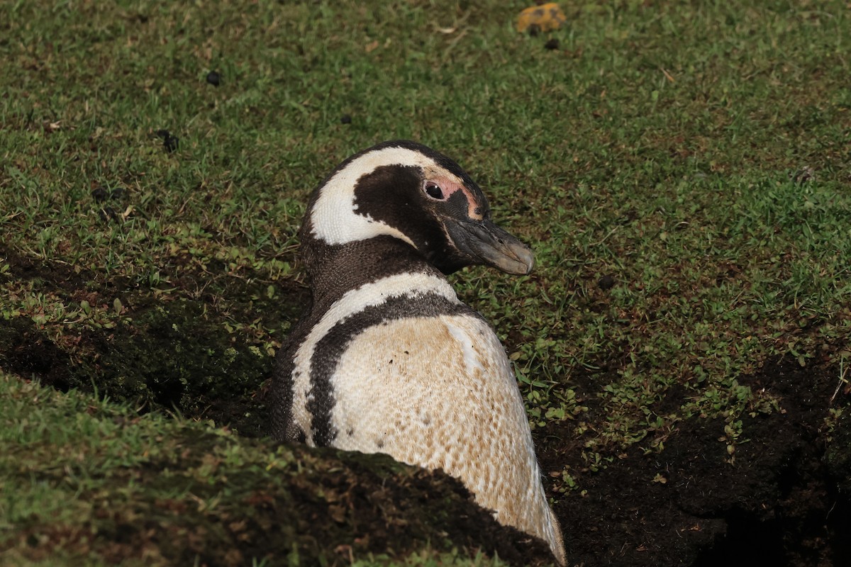 Magellanic Penguin - ML616229943