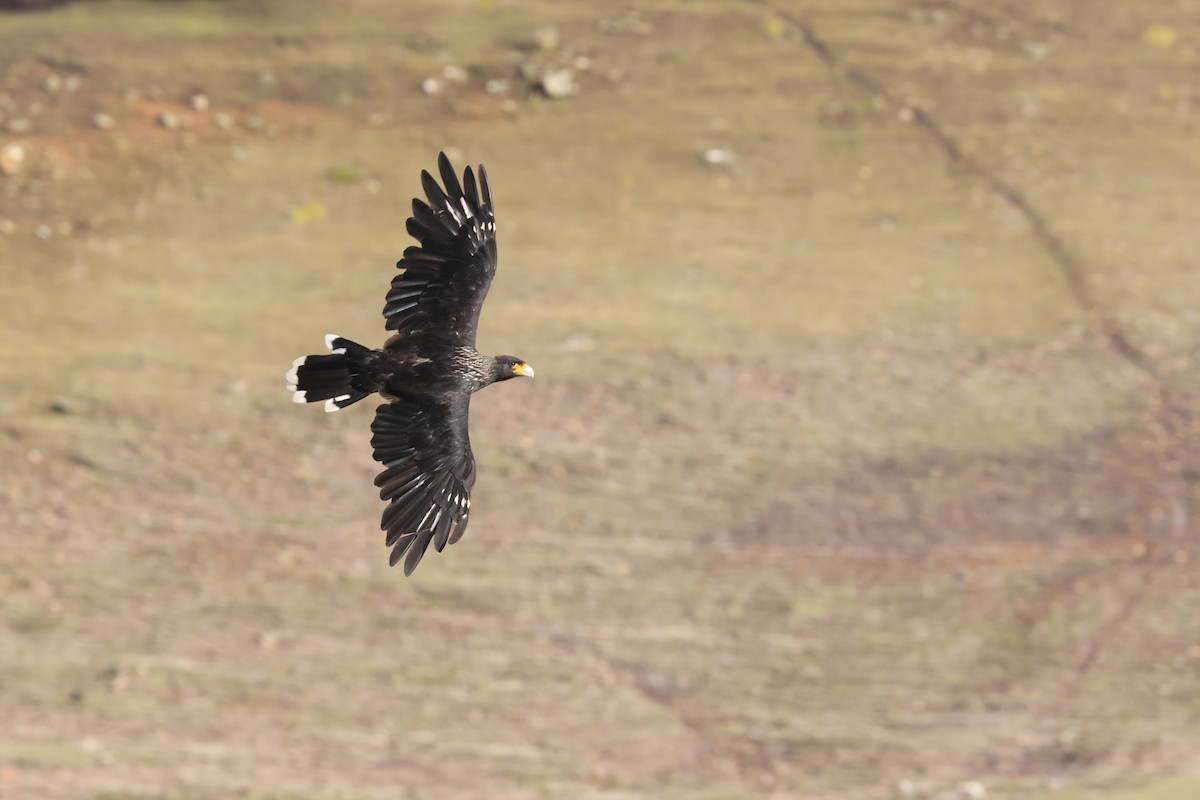 Striated Caracara - James Lees