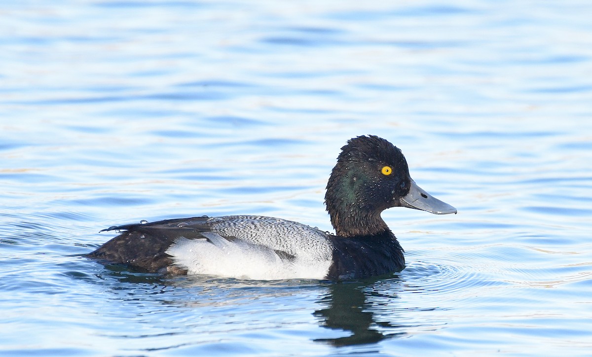 Lesser Scaup - ML616229979