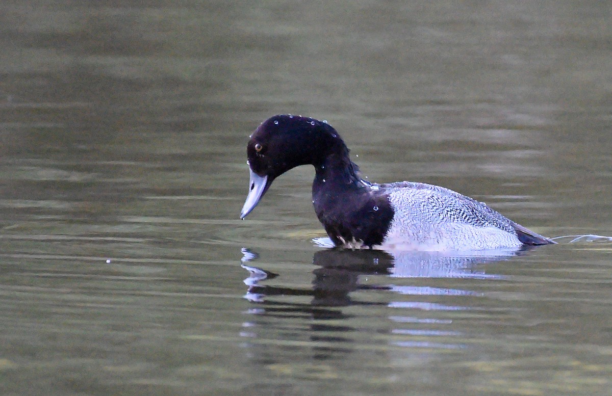 Lesser Scaup - ML616229981