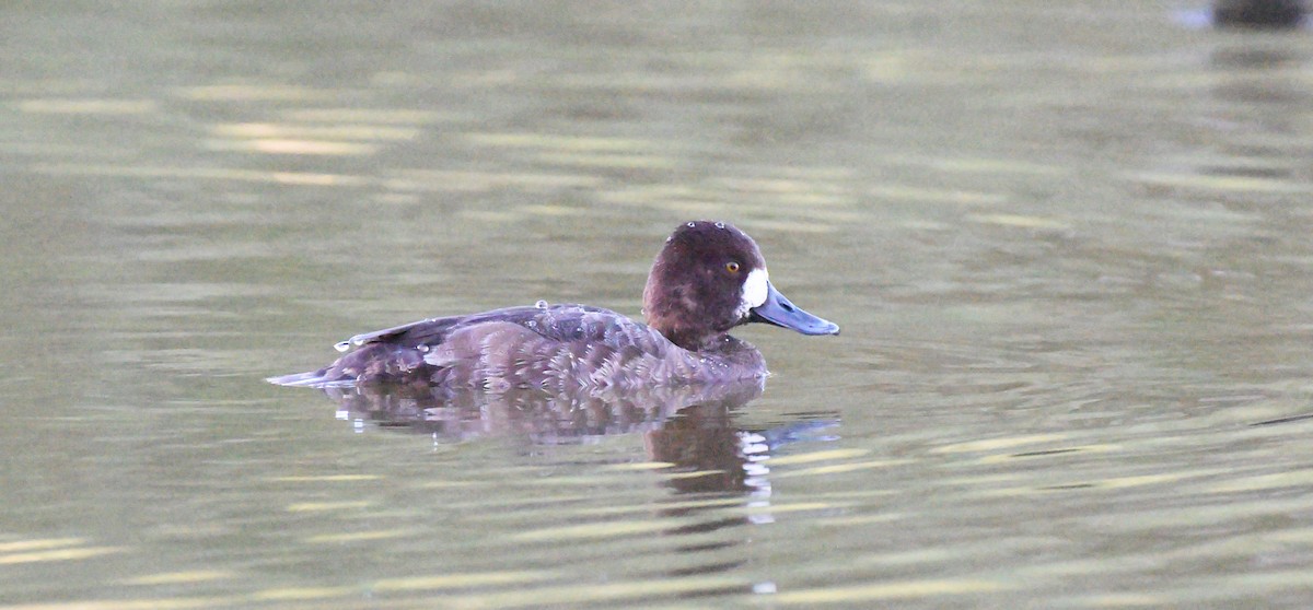 Lesser Scaup - ML616229985