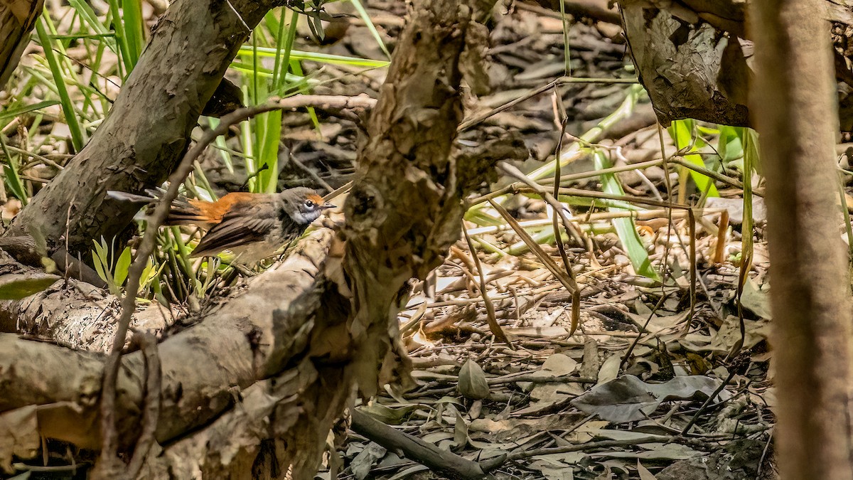 Australian Rufous Fantail - ML616229995