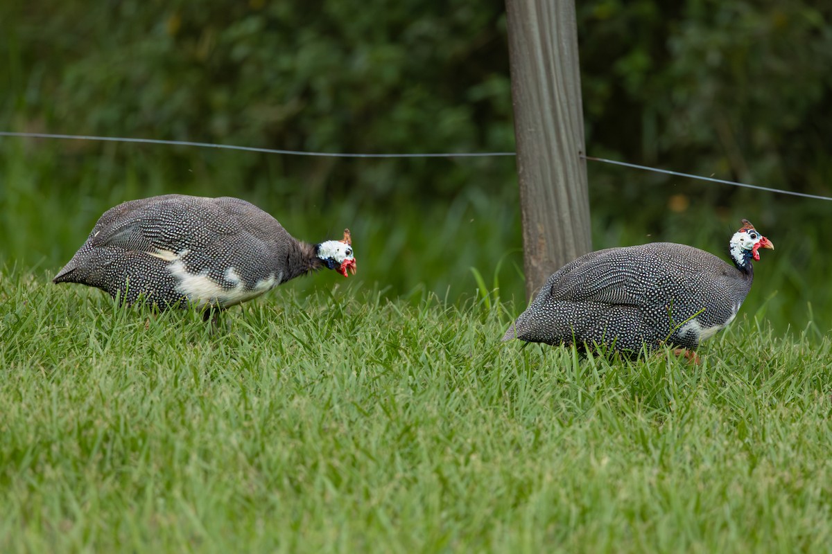 Helmeted Guineafowl (Domestic type) - Nathan Bartlett