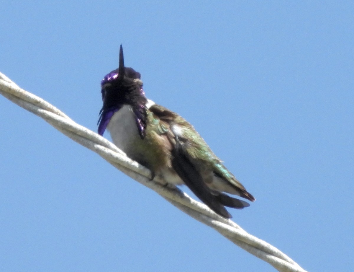 Costa's Hummingbird - ML616230008