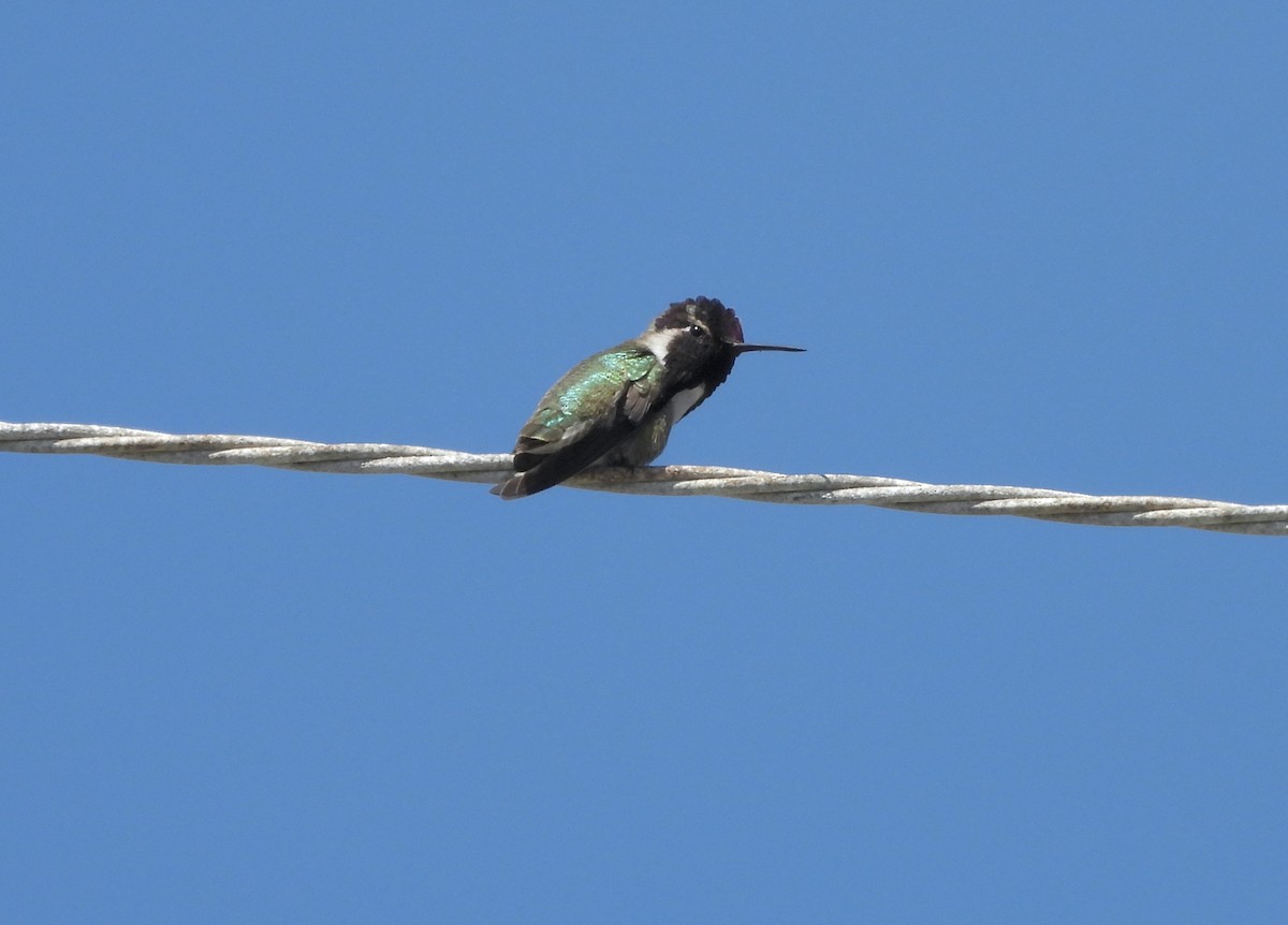 Costa's Hummingbird - ML616230009