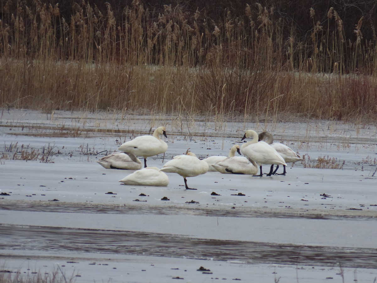 Tundra Swan - ML616230055