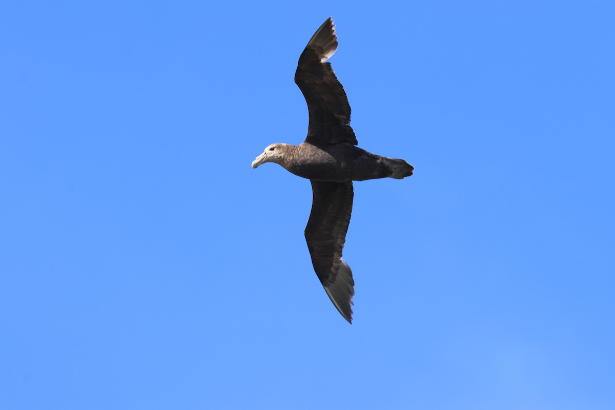 Southern Giant-Petrel - ML616230056