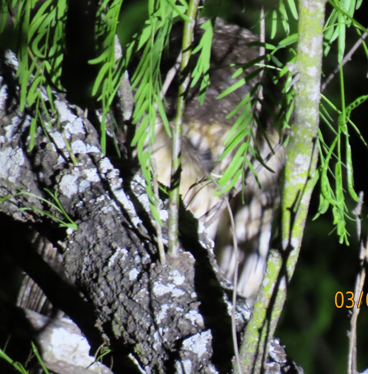 Mottled Owl - Barry Southard