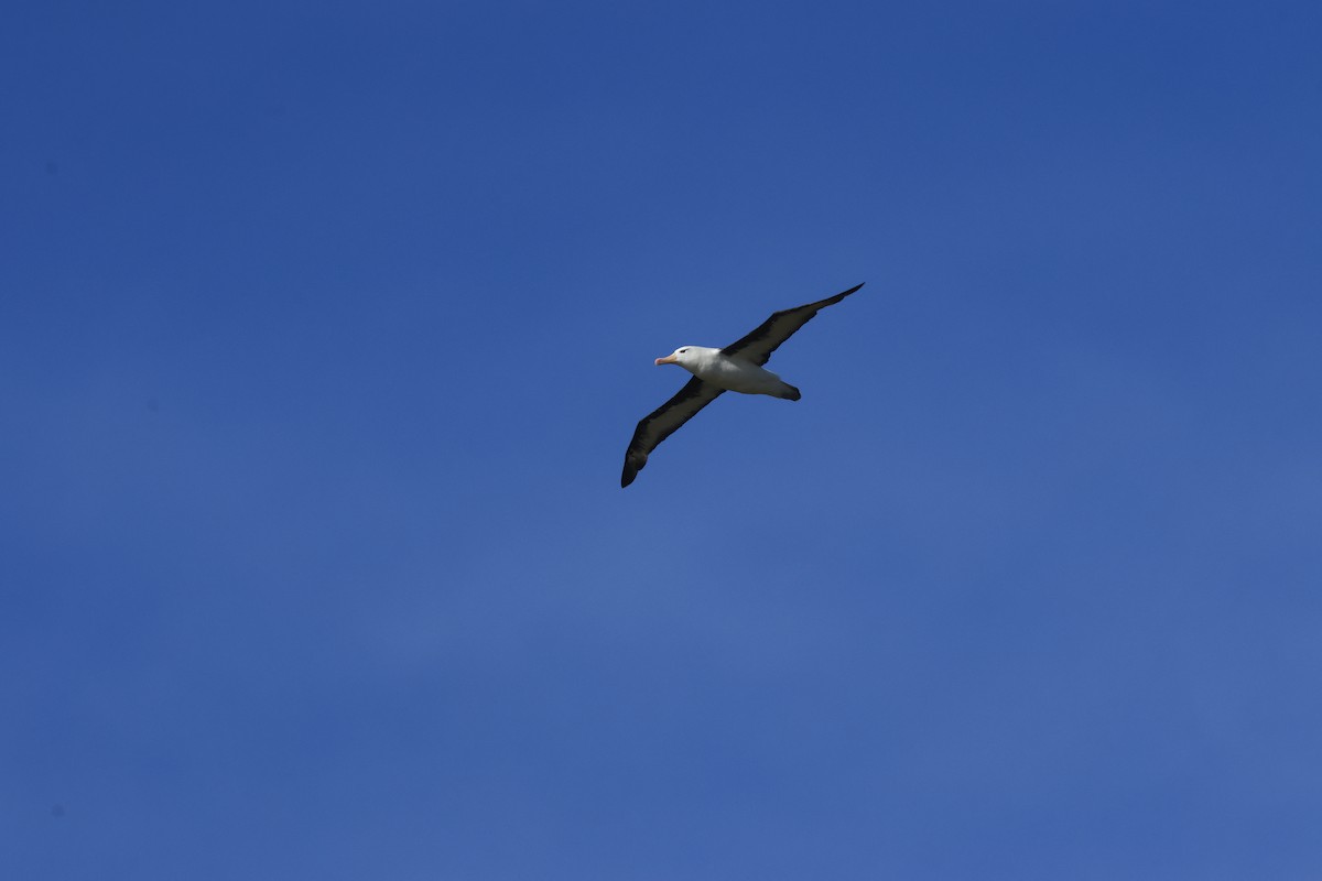 Чернобровый альбатрос - ML616230077