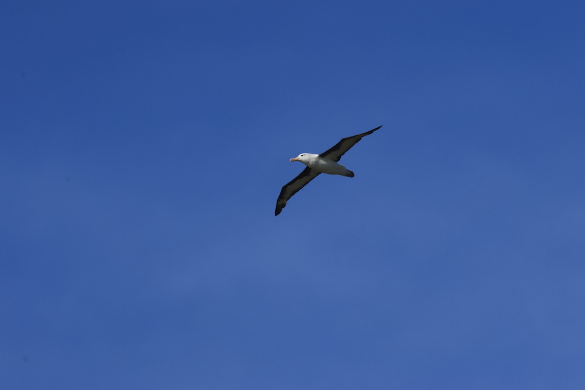 Albatros bekainduna - ML616230077