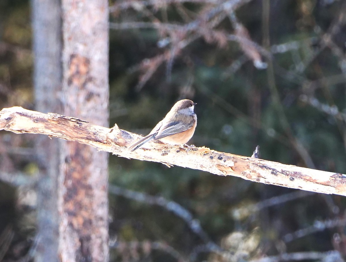 Boreal Chickadee - ML616230082