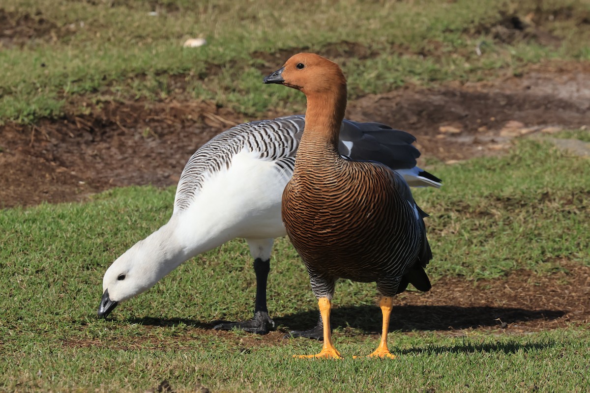 Upland Goose - ML616230086