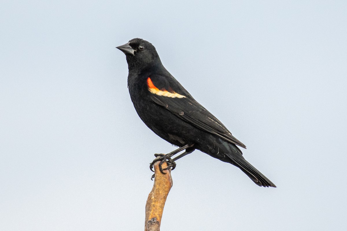 Red-winged Blackbird - Lisa Nasta