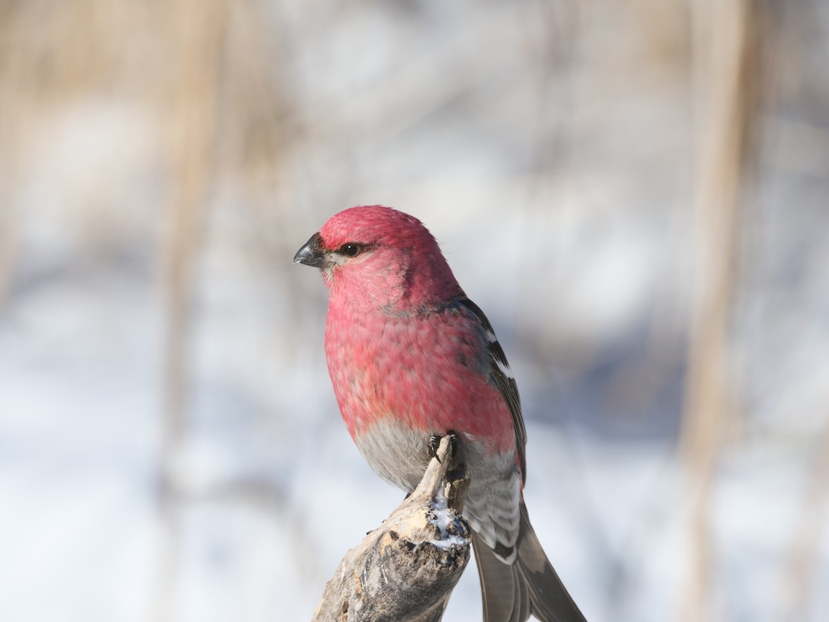 Pine Grosbeak - Brett Hartl