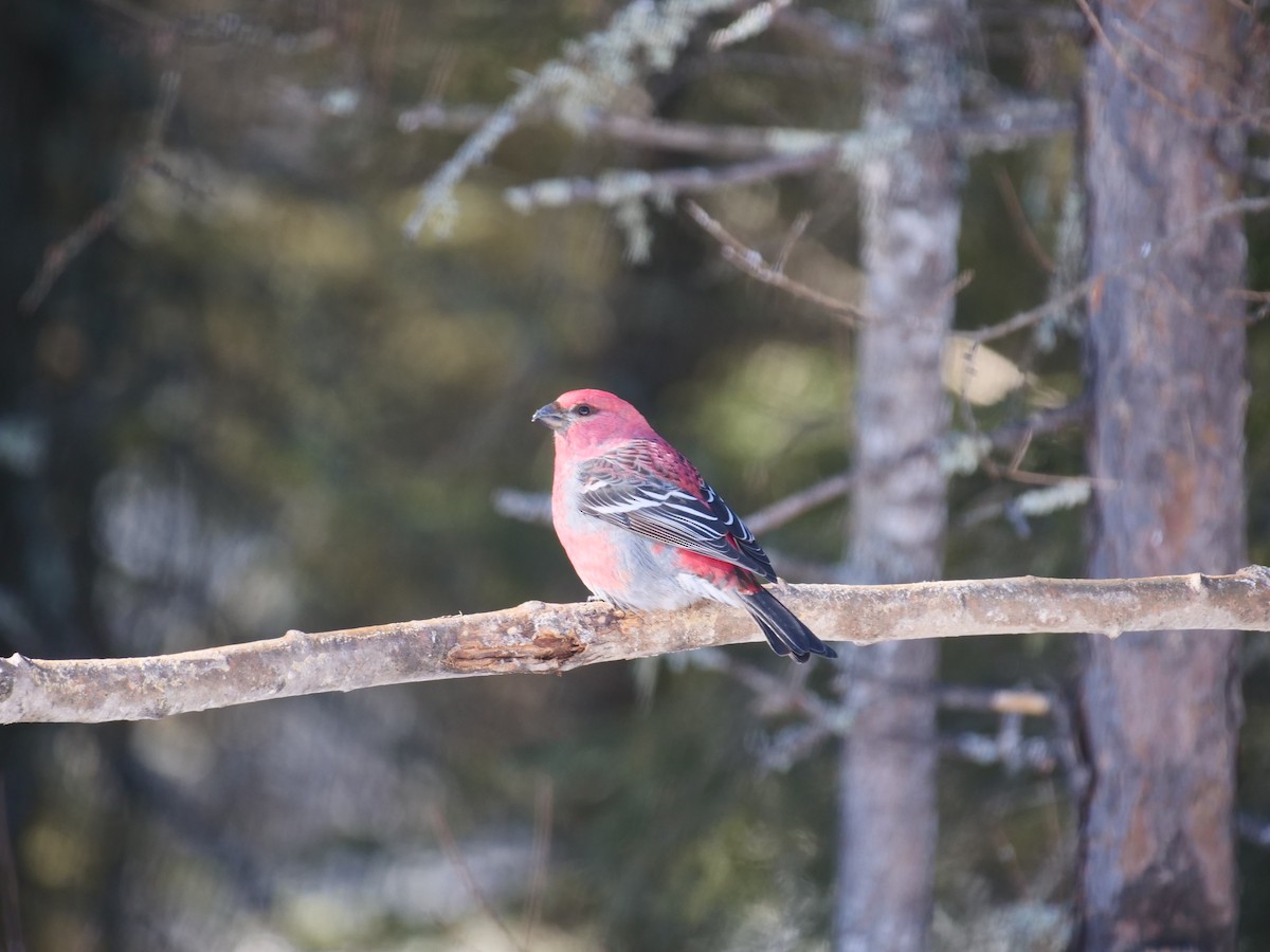 Pine Grosbeak - Brett Hartl