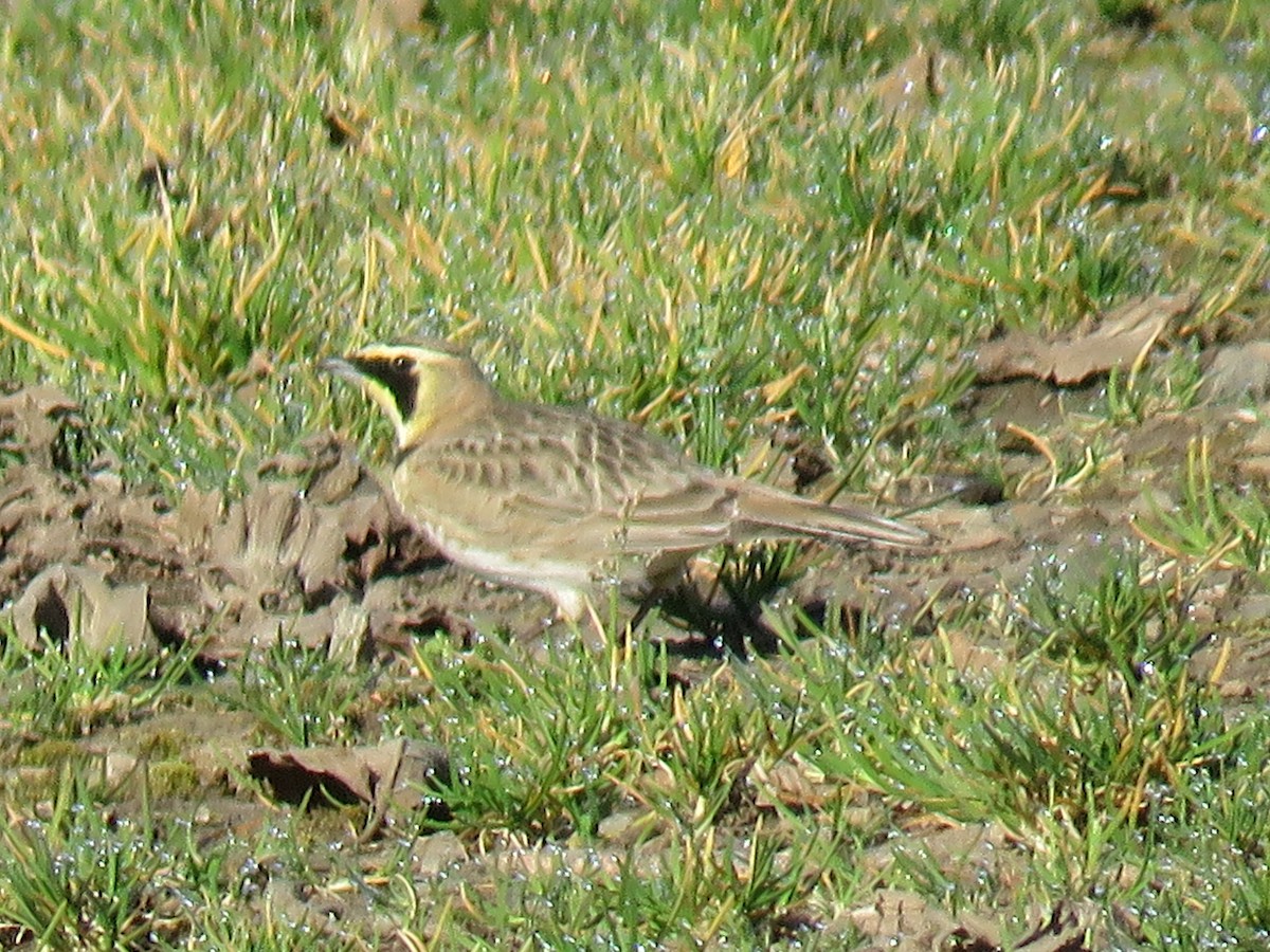 Horned Lark - Pam Otley